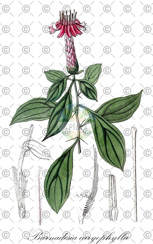 HistAbb_wfo-0000761284_1_ENZY_Simple | Historische Abbildung von Barnadesia caryophylla - Asteraceae | Historical Illustration of Barnadesia caryophylla - Asteraceae