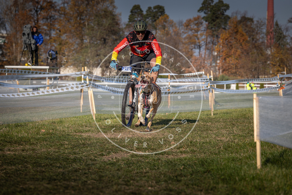 CaniXpix_0L8A6153 | Hundefotografie, Tierfotograf, Pfotenfotografie, Fotoshooting Hund, Hunde Portrait, Hundesport, Hundeportraits, Heideshooting, Hunde, Sportfotograf, Hundefotograf, Turnierhundsport, THS,  - Realisiert mit Pictrs.com