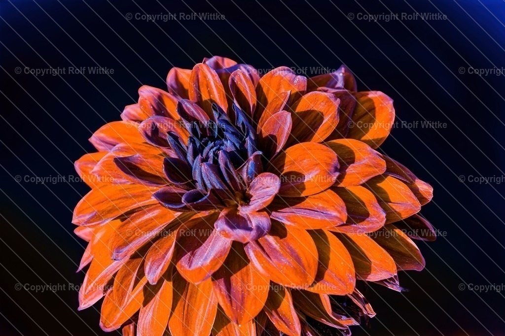 dahlie2.1 | Portrait Aufnahme einer Dahlie - Realisiert mit Pictrs.com