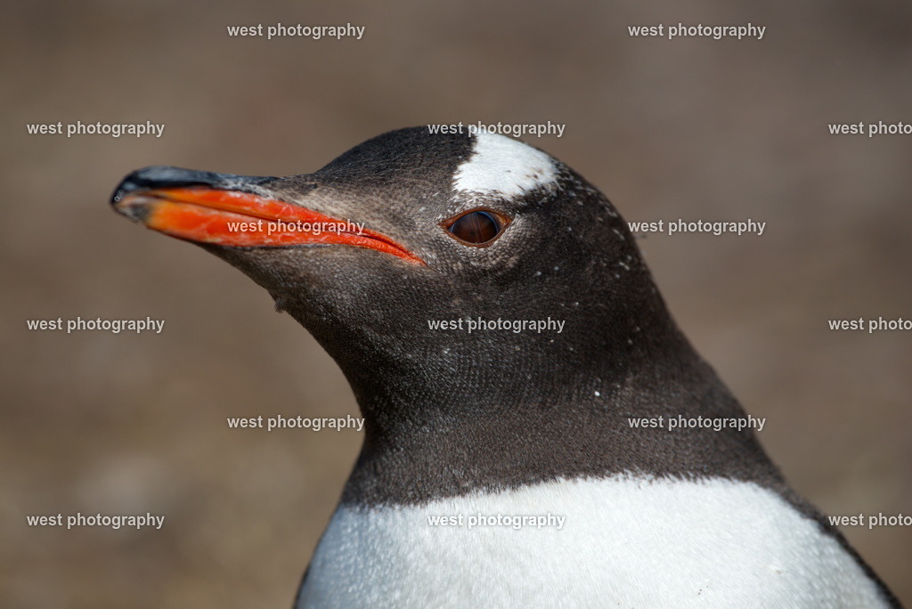 Gentoo Penguin 3 SND - FLK 2014 | west photography - Realisiert mit Pictrs.com