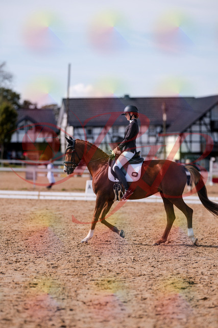 2026_10_03_Siefer-Hof_133248_Z81_89621103 | Professionelle Reitsport-, Turnier- und Eventfotografie von Robert Broda. Galerien mit ausgewählten und bearbeiteten Bildern direkt online ansehen und bestellen.