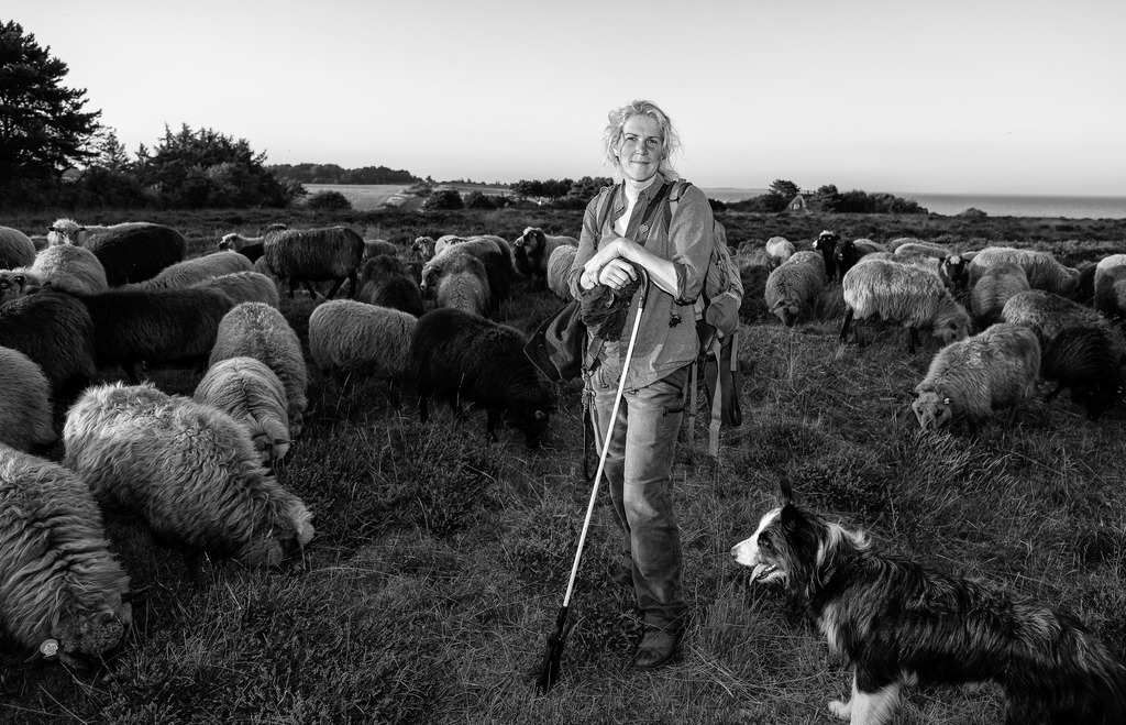 wanderschaefereien-schleswig-holstein-026 | Abends in der Braderuper Heide am Ende eines langen Arbeitstages. - Realisiert mit Pictrs.com
