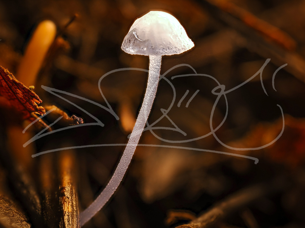 Prinzessin | Naturschönheiten aus Deutschland. Pflanzen und Tiere, Insekten und Naturschauspiele. Alle schönen Details, die uns umgeben, fotografiert von Michi Moc.  - Realisiert mit Pictrs.com