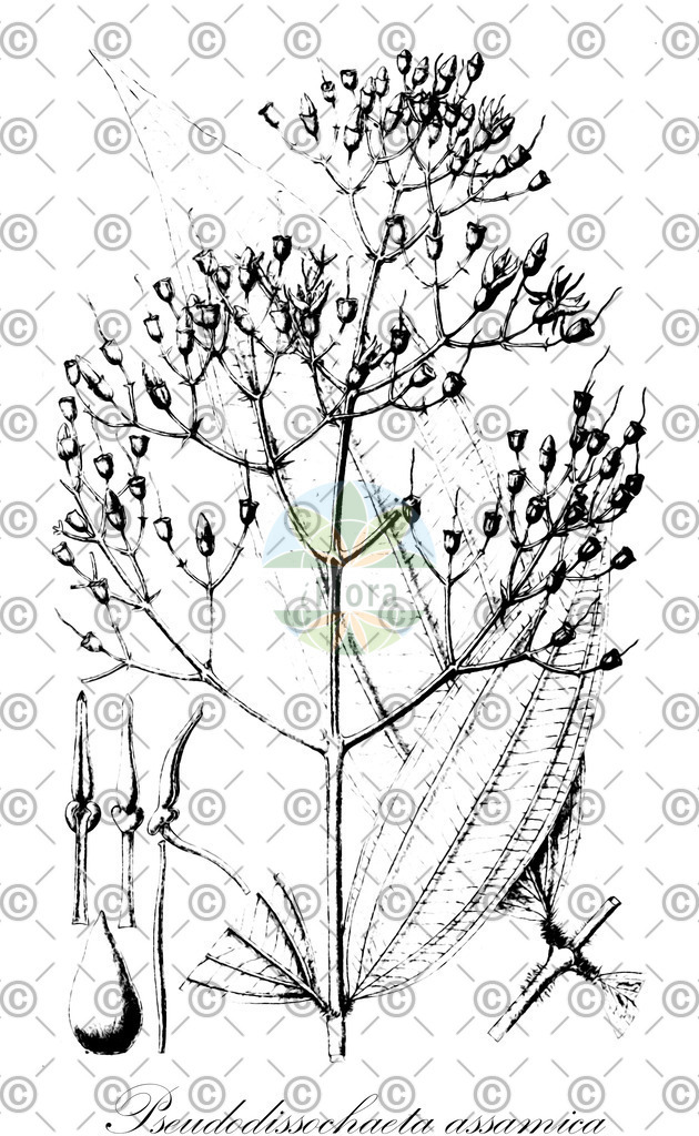 HistAbb_wfo-0000158262_1_ENZY_Simple | Historische Abbildung von Pseudodissochaeta assamica - Melastomataceae | Historical Illustration of Pseudodissochaeta assamica - Melastomataceae