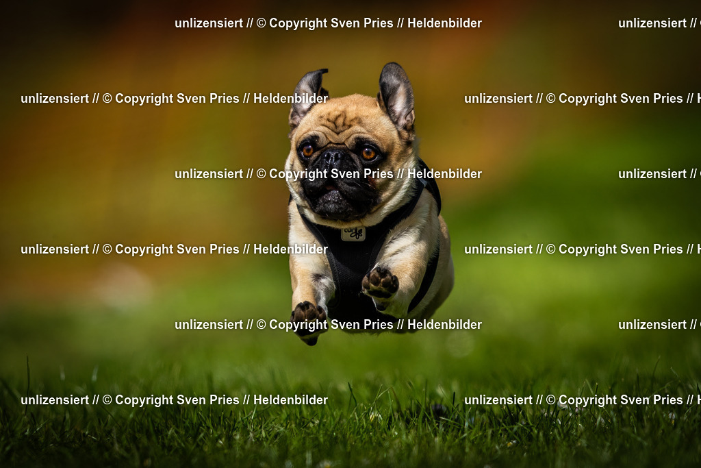 Sven Pries | 2025-04-13 - Hunderennen Baden-Baden - Realisiert mit Pictrs.com