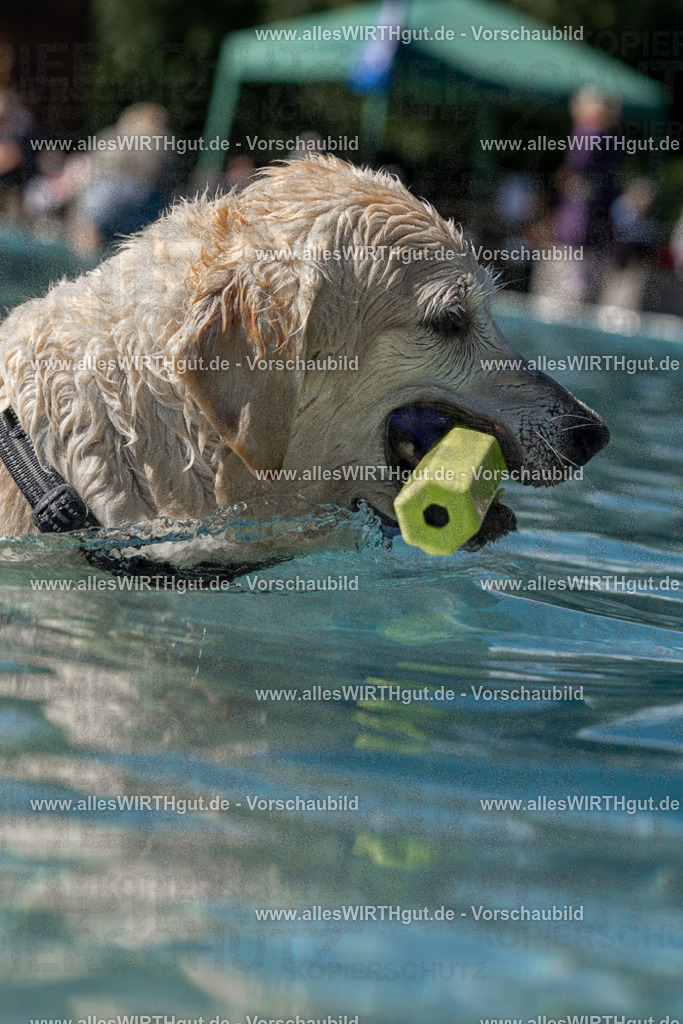 Hundeschwimmen_Volksbad_2026-allesWIRTHgut_Tierfotografie-2609061250-FAY06579 | Professionelle Tierfotografie in Mönchengladbach von Daniel Wirth (allesWIRTHgut). Liebevolle & natürliche Bilder von Hunden & Katzen für unvergessliche Erinnerungen.
