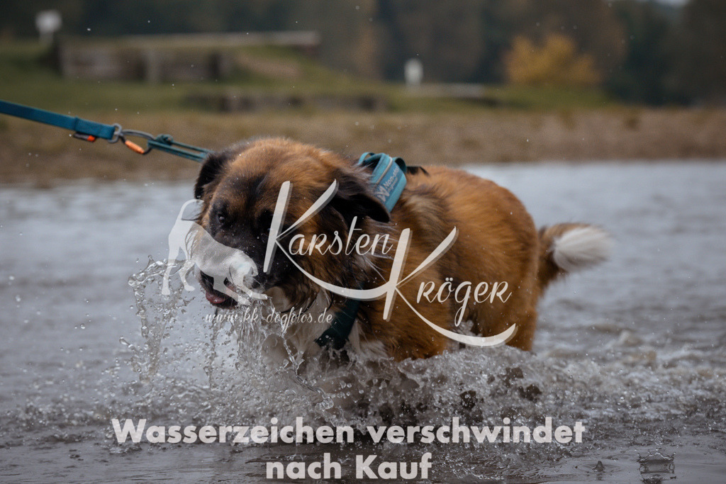 1017_ZZ99048 | kk-dogfotos