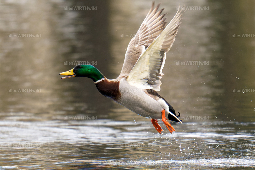 Daniel Wirth - www.allesWIRTHwild.de -7IV00903-ARW_DxO | Entdecke die faszinierende Welt der Natur- und Wildlife-Fotografie von Daniel und Bärbel. Inspirierende Bilder von wilden Tieren und kleinen Naturwundern.