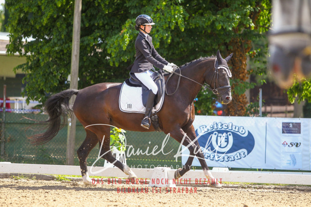 DKP42596 | Turniersportfotografie; Pferdefotografie; Dressurfotografie