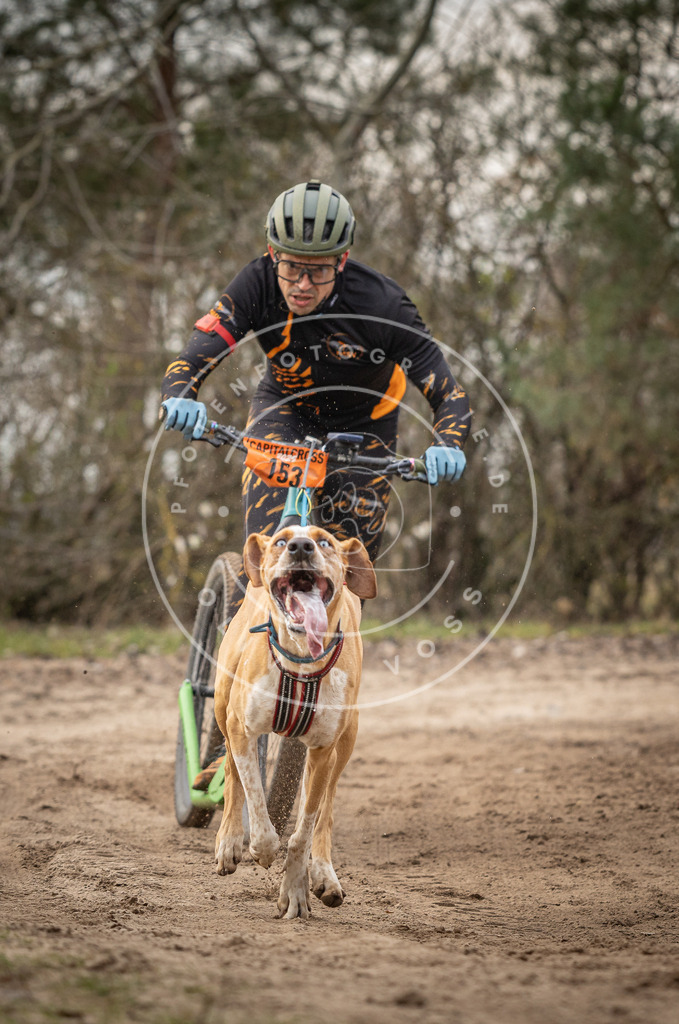 Pfotenfotografie_DV3A9062 | Hundefotografie, Tierfotograf, Pfotenfotografie, Fotoshooting Hund, Hunde Portrait, Hundesport, Hundeportraits, Heideshooting, Hunde, Sportfotograf, Hundefotograf, Turnierhundsport, THS,  - Realisiert mit Pictrs.com