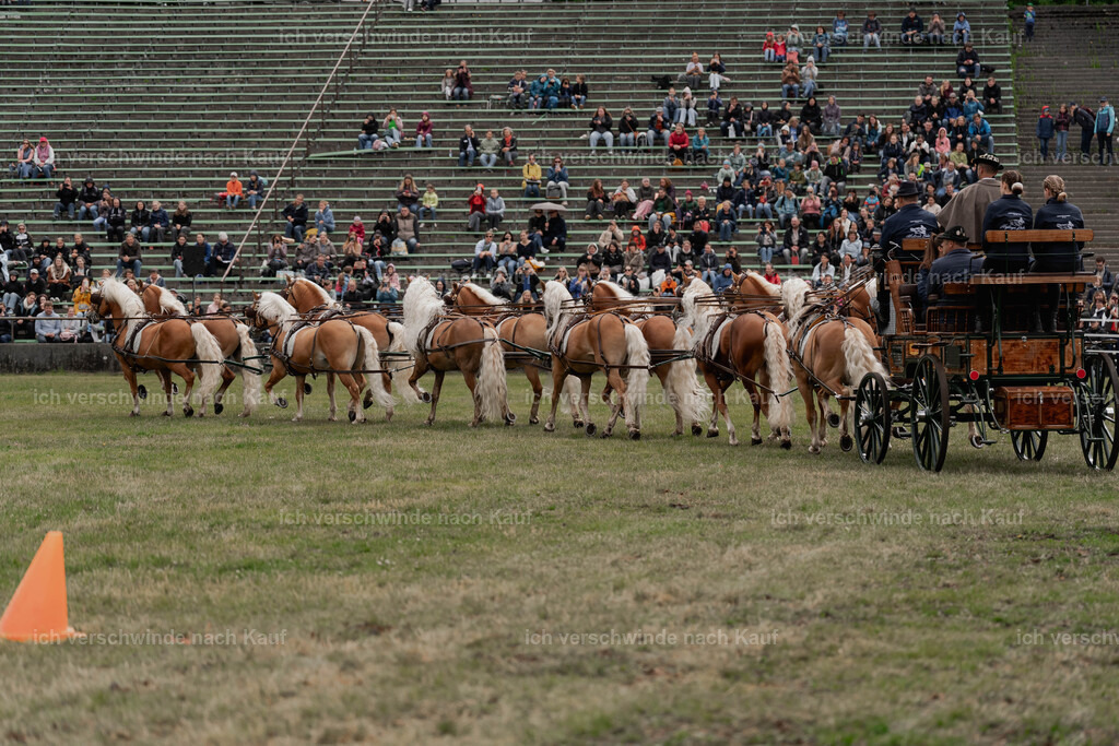 Showprogramm-132 | working equitationturnier fotograf videograf stoibphotography marixx film working equitation deutschland reitsport turnierfotografie eventfotografie equestrian events