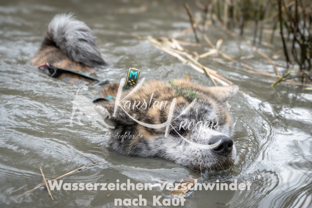 1122_ZZ98916 | kk-dogfotos