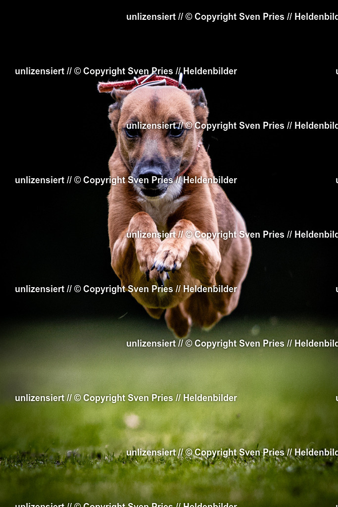 Sven Pries | 2025-10-03 - Hunderennen Obergrombach - Realisiert mit Pictrs.com