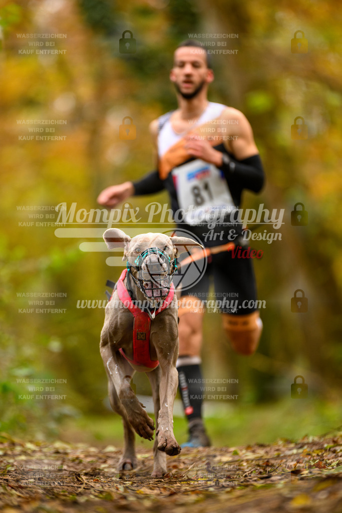 MompixPhotography_Bischwiller24_SA_Canicross-97 | mompixphotography