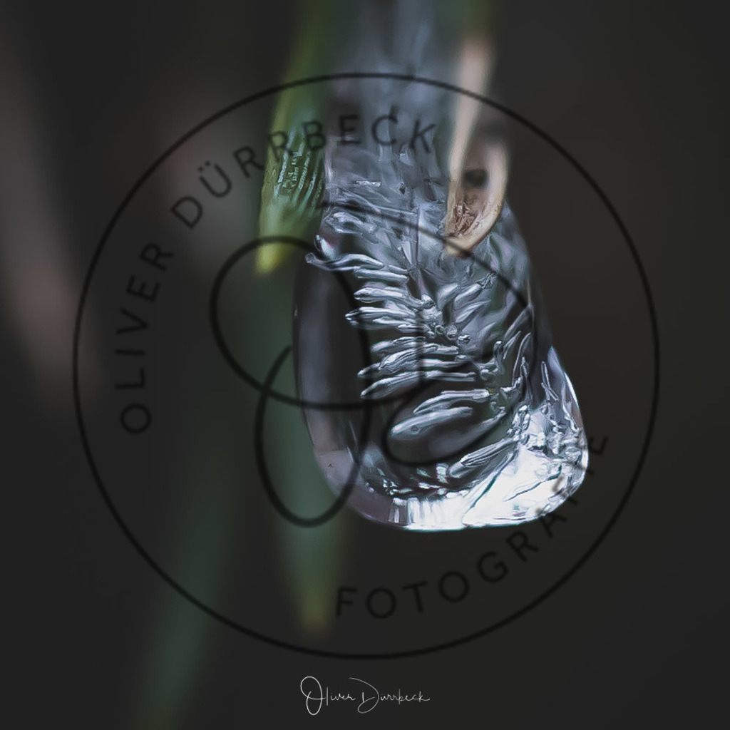 natur-pflanzen-21 | Shop für Kindergartenfotografie und andere Fotoprodukte von Oliver Dürrbeck Fotografie. - Realisiert mit Pictrs.com