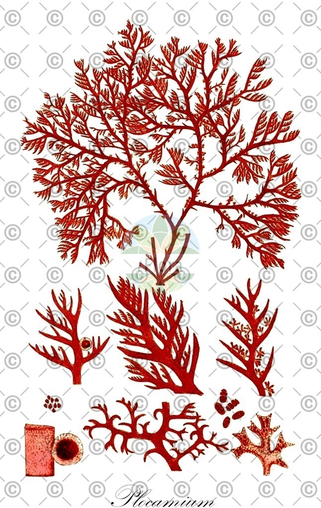 HistAbb_63NY6_3_ENZY_Simple | Historische Abbildung von Plocamium - Plocamiaceae (0) | Historical Illustration of Plocamium - Plocamiaceae (0)