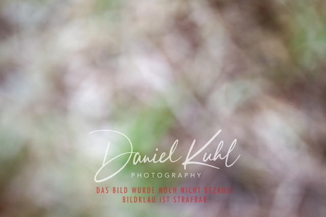 DKP46826 | Turniersportfotografie; Pferdefotografie; Dressurfotografie