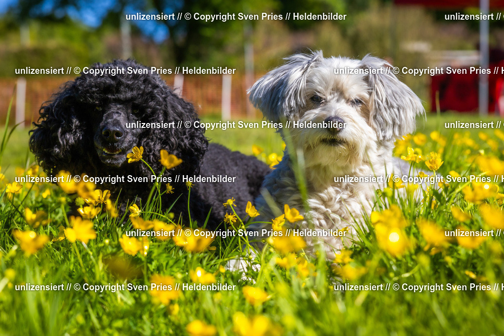 Hunderennen_April_2026_983 | 2026-04-26 - Hunderennen Baden-Oos April 2026 - Realisiert mit Pictrs.com