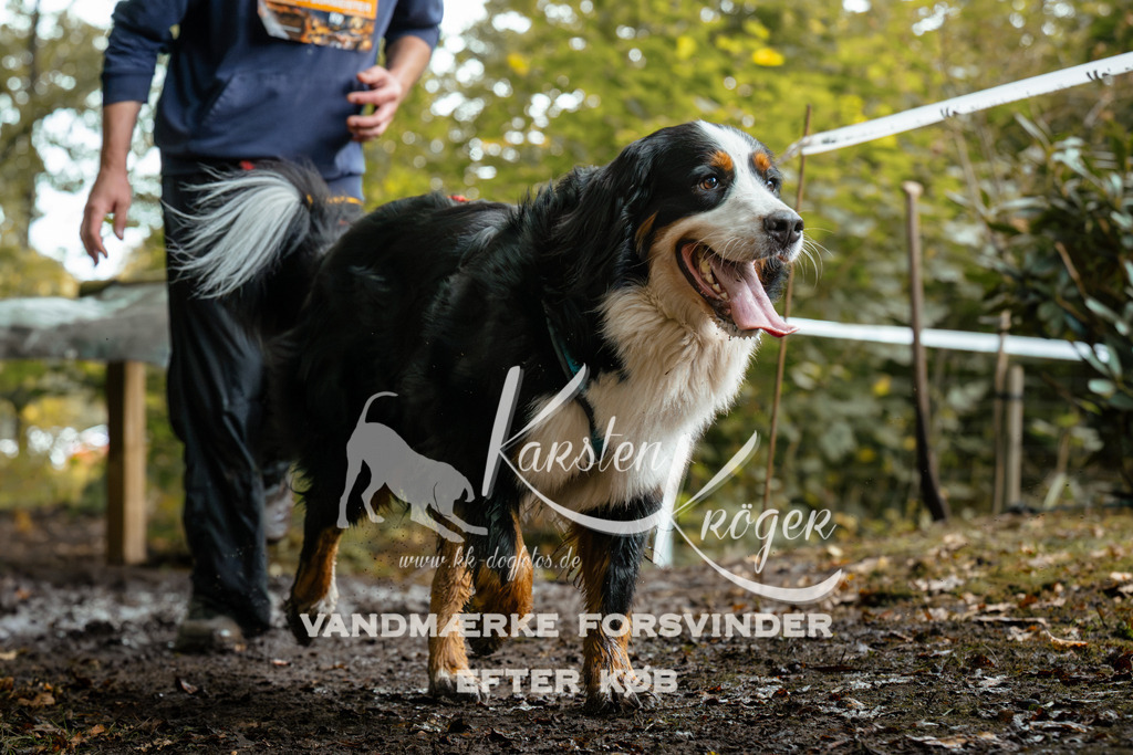 1427DZ6_2310Z6 | kk-dogfotos