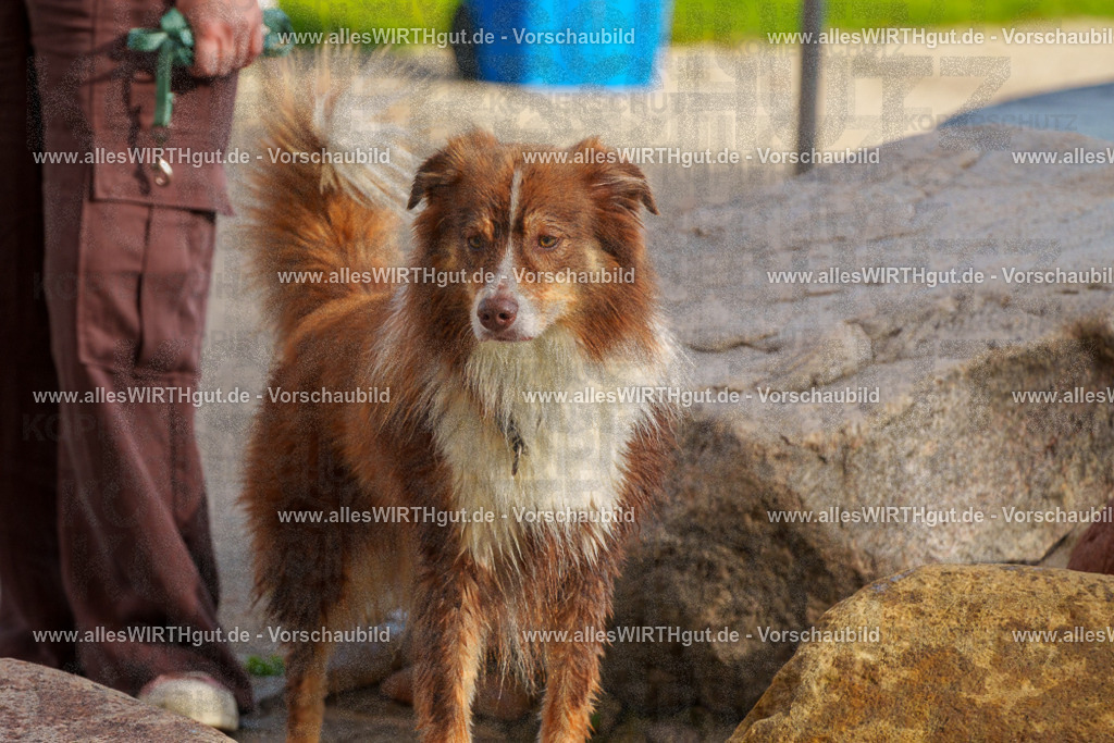 Hundeschwimmen_Grefrath_2026-allesWIRTHgut_Tierfotografie-09_55-FAY07853 | Professionelle Tierfotografie in Mönchengladbach von Daniel Wirth (allesWIRTHgut). Liebevolle & natürliche Bilder von Hunden & Katzen für unvergessliche Erinnerungen.