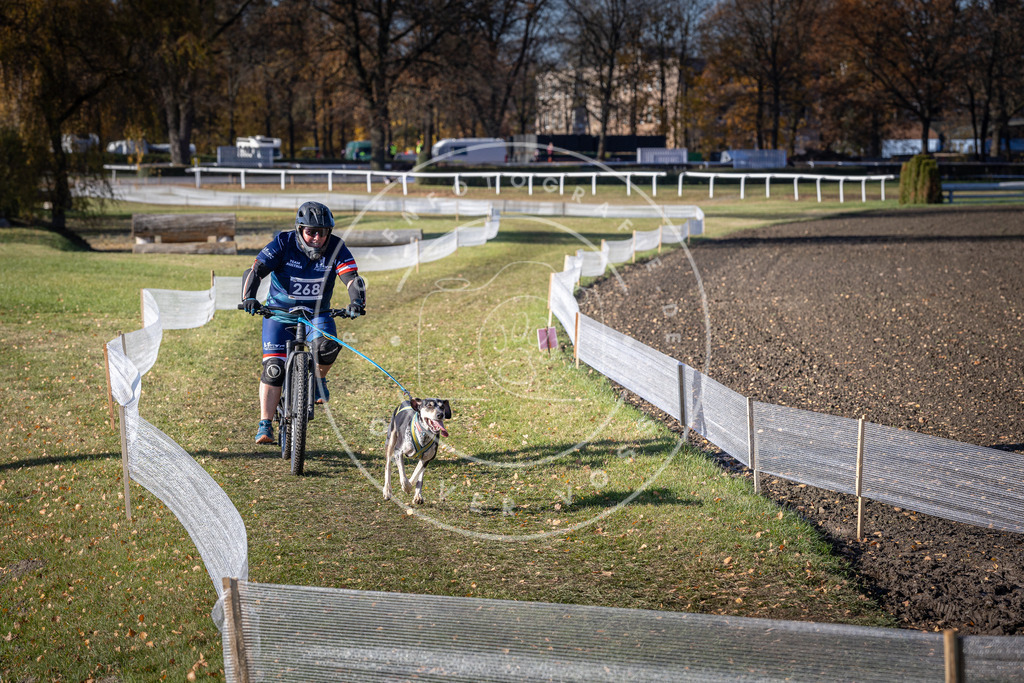 CaniXpix_DV3A5081 | Hundefotografie, Tierfotograf, Pfotenfotografie, Fotoshooting Hund, Hunde Portrait, Hundesport, Hundeportraits, Heideshooting, Hunde, Sportfotograf, Hundefotograf, Turnierhundsport, THS,  - Realisiert mit Pictrs.com