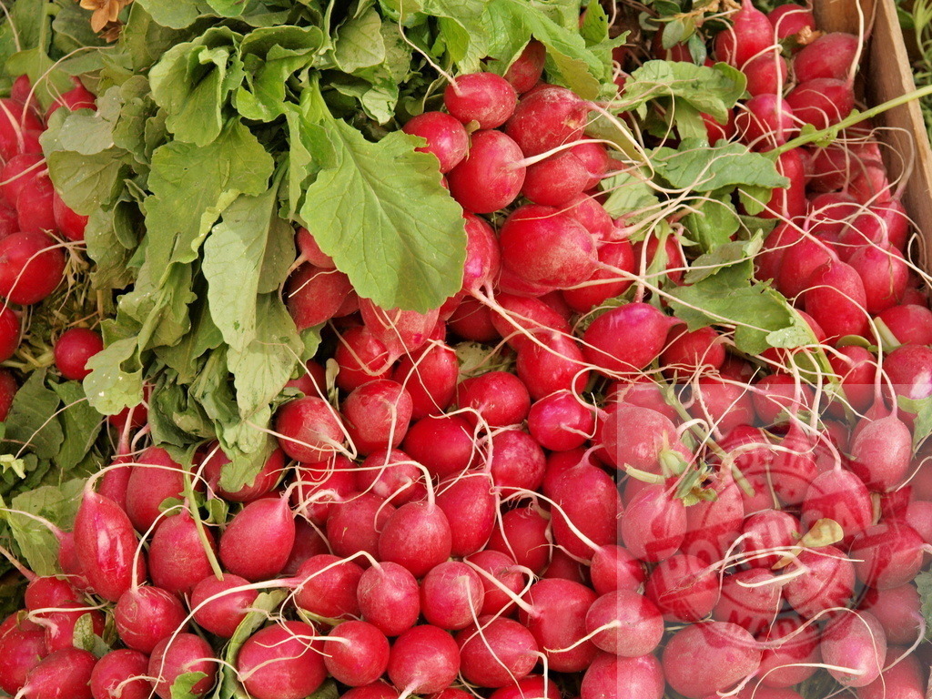 Fresh radishes with green tops at market | Freshly harvested radishes with green leaves displayed for sale - Realized with Pictrs.com