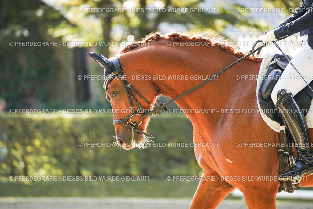 DSC07428 | Pferdegrafie