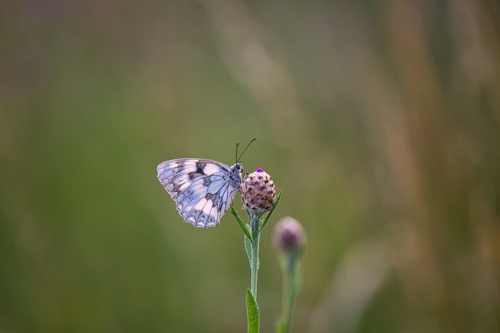 DSC_5271 | Unvergessliche Erinnerungen in Bildern festgehalten! Ob Hochzeit, Shooting oder Landschaft  - Ich bin dein Fotograf in Erfurt und Umgebung! Photo-Rauch | Sandro Rauch - Realisiert mit Pictrs.com