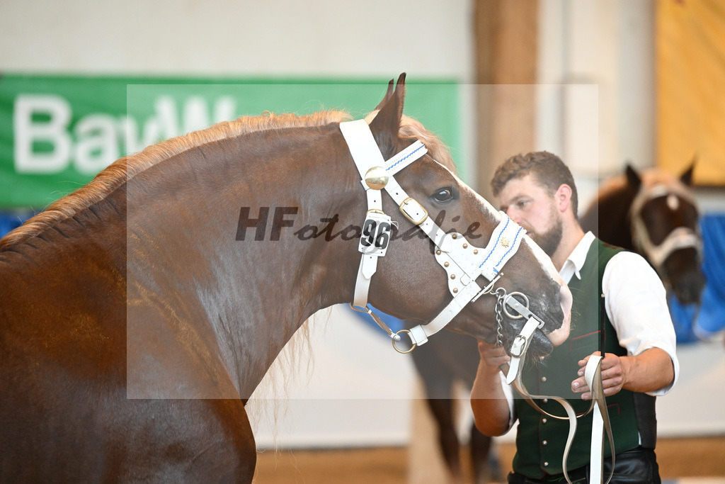 Kat-Nr. 96 Vom Forggensee_Kotz_53220619 | hf-fotografie - Realisiert mit Pictrs.com