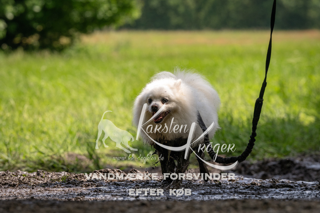 1151_ZZ94984 | kk-dogfotos