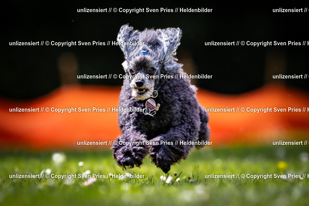 Sven Pries | 2026-05-14 - Hunderennen KA Durlach Vatertag 2026 - Realisiert mit Pictrs.com