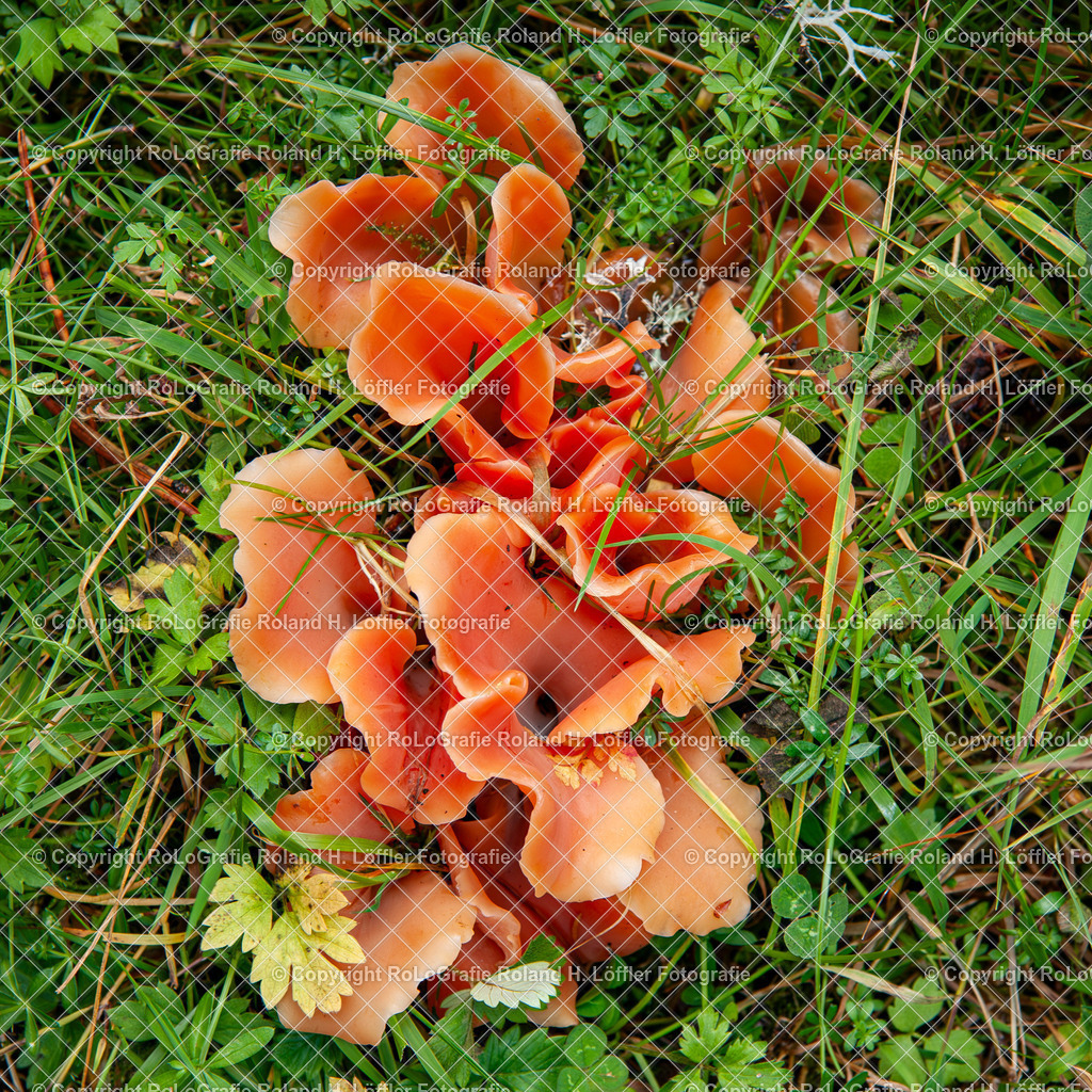 Gemeiner Orangebecherling_ Orangerote Becherling_ Feuerrote Becherpilz_ Orangeroter Becherpilz_ Pomeranzenfarbiger Becherpilz | Gemeiner Orangebecherling_ Orangerote Becherling_ Feuerrote Becherpilz_ Orangeroter Becherpilz_ Pomeranzenfarbiger Becherpilz - Realisiert mit Pictrs.com