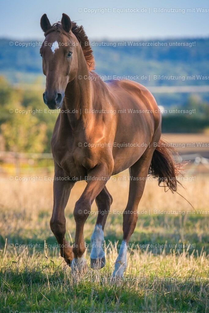 20151001_TOMsPiC_0281 | equistock