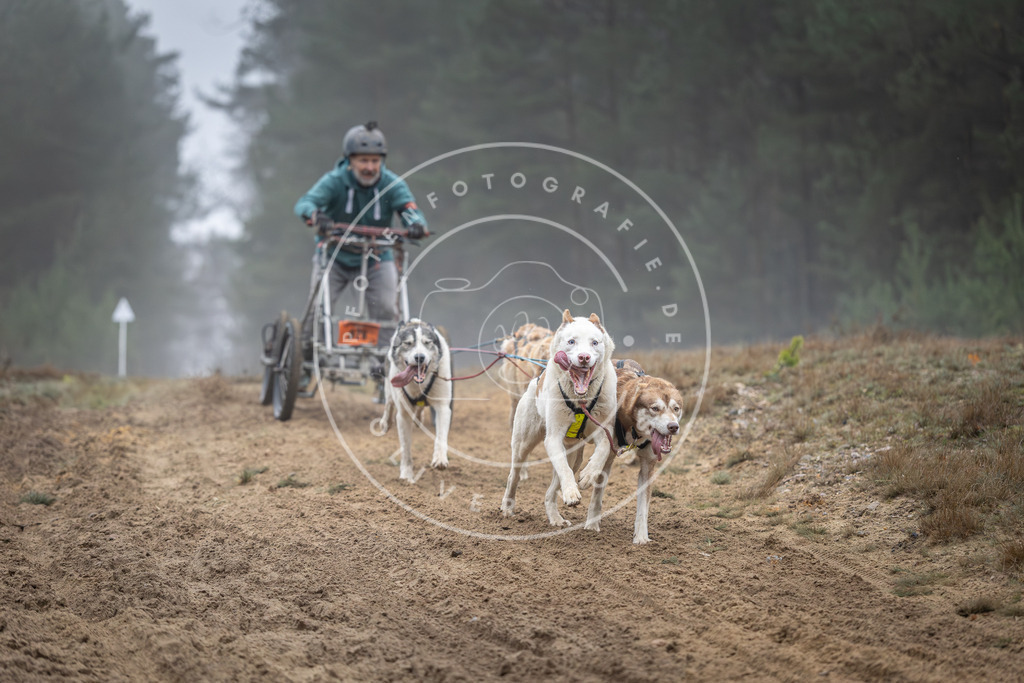 Pfotenfotografie_DV3A0707 | Hundefotografie, Tierfotograf, Pfotenfotografie, Fotoshooting Hund, Hunde Portrait, Hundesport, Hundeportraits, Heideshooting, Hunde, Sportfotograf, Hundefotograf, Turnierhundsport, THS,  - Realisiert mit Pictrs.com