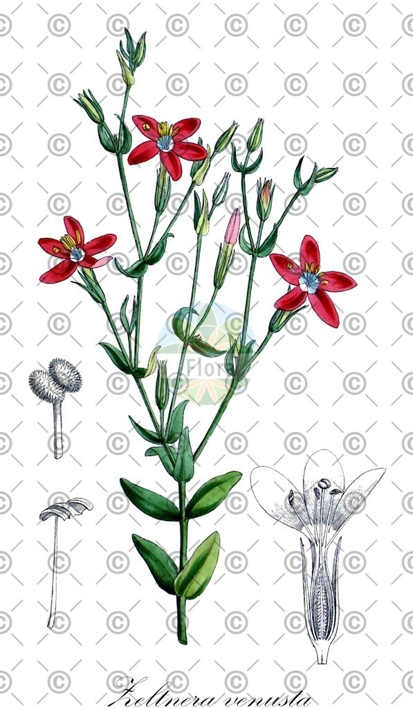 HistAbb_wfo-0000674616_1_ENZY_Simple | Historische Abbildung von Zeltnera venusta - Gentianaceae | Historical Illustration of Zeltnera venusta - Gentianaceae