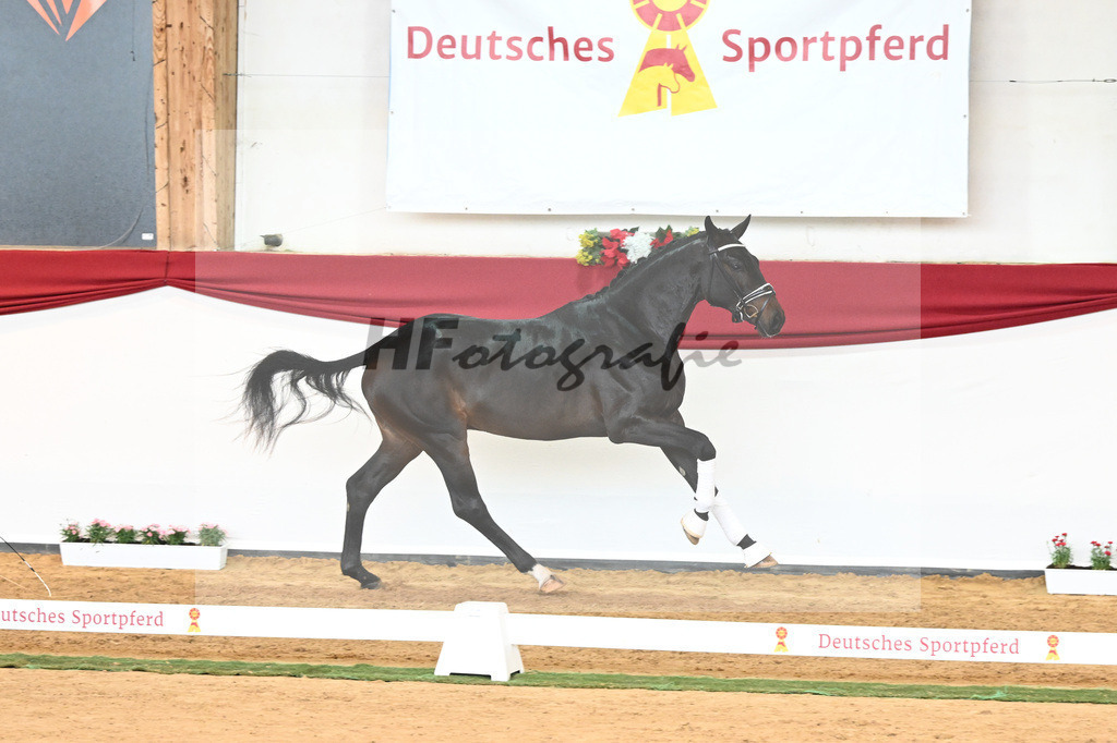 Kat-Nr. 44 Quaterback x Desperados_Ullmann_43230486 | hf-fotografie - Realisiert mit Pictrs.com