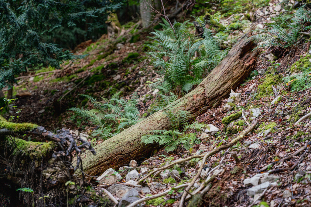 ZD250916095021 | Fotoshop von zweidimensional Fotografie. Ihr Fotograf im Aargau. Abzüge von Ihrem Fotobox Event bestellen.Abzüge von Ihrem Hochzeit bestellen.Abzüge von Ihrem Schulfotograf bestellen.