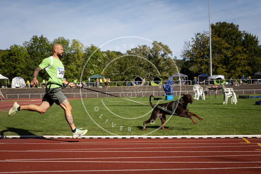 Pfotenfotografie_DV3A8803 | Hundefotografie, Tierfotograf, Pfotenfotografie, Fotoshooting Hund, Hunde Portrait, Hundesport, Hundeportraits, Heideshooting, Hunde, Sportfotograf, Hundefotograf, Turnierhundsport, THS,  - Realisiert mit Pictrs.com