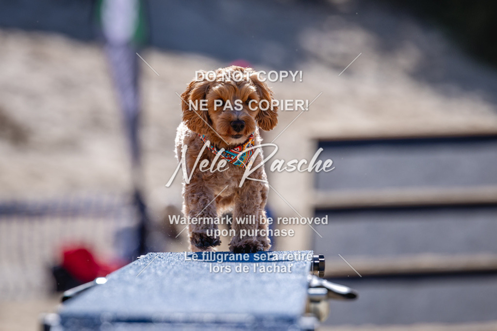 NR__1261 | nelerasche