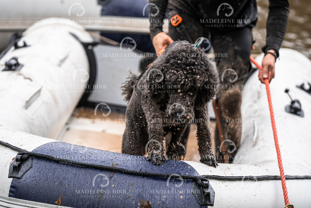 madeleinebirr-fotografie2025.campcanis.11-12Uhr-177 | hundefotografie-birr