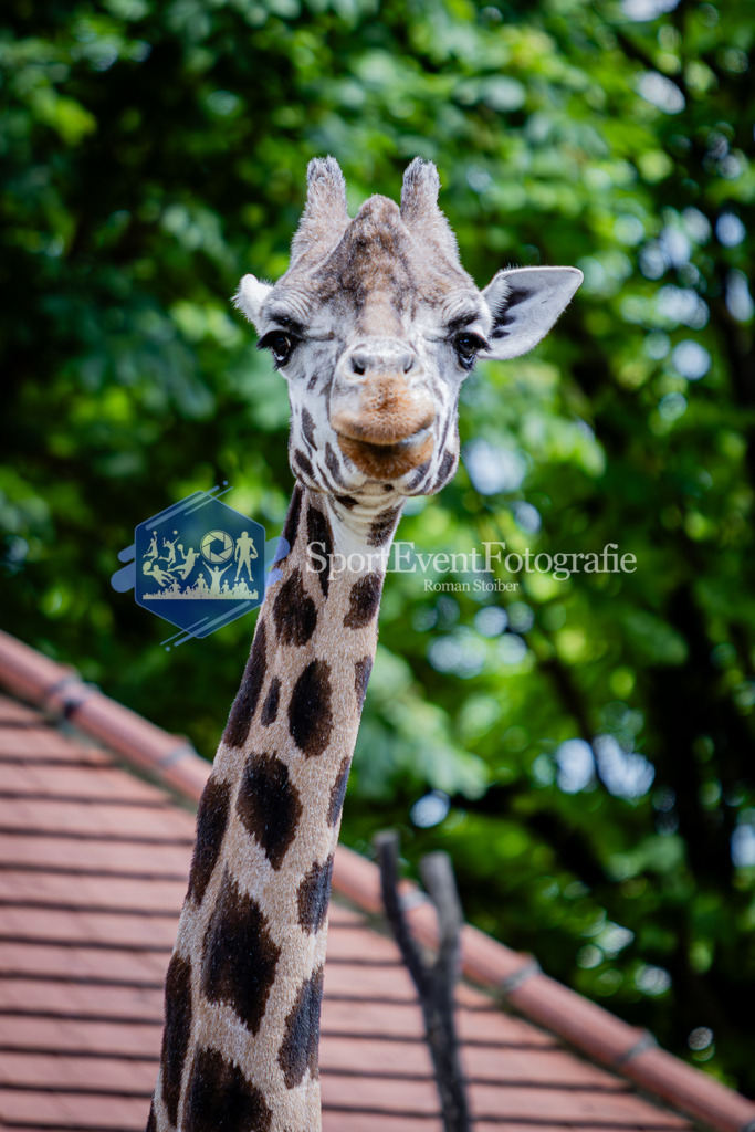 IMG_6781 | SportEventFotografie - Roman Stoiber