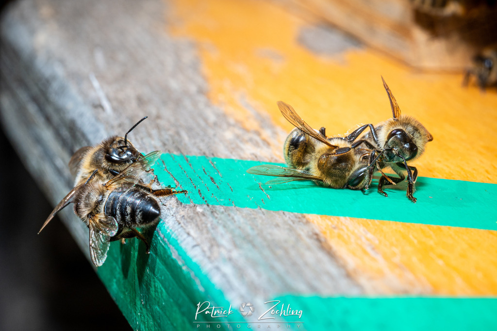 Workingbees-Zöchling (2) | Patrick Zöchling - Realisiert mit Pictrs.com