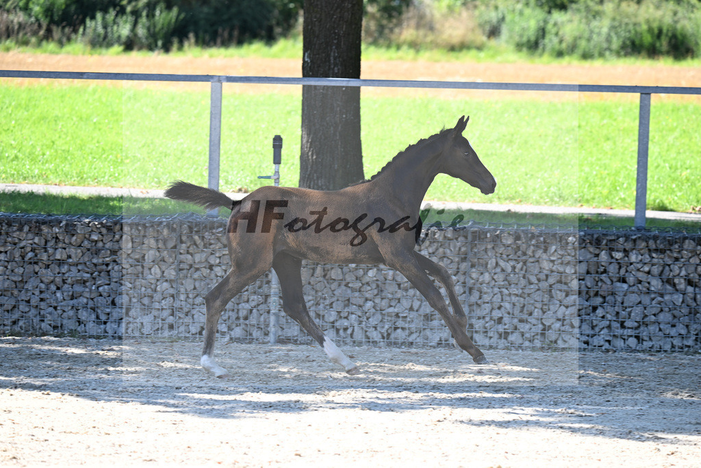 Kat-Nr. 5 Diamantenglanz x Foundation_SF_ZG Weiss u Moldenhauer_26250078 | hf-fotografie - Realisiert mit Pictrs.com
