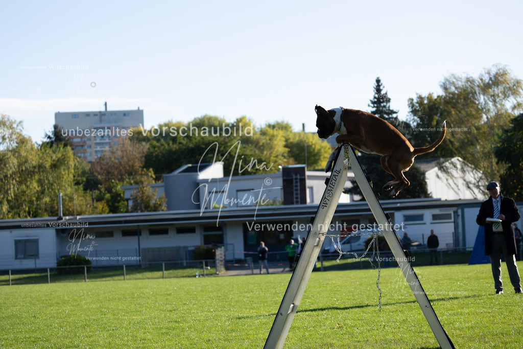 _16A4857 | Einzigartige Fotos von Hunden & Menschen –Actionfotos, Portraits, Vereinsaufnahmen & Paarshootings – authentisch, lebendig & mit Herz.
