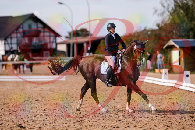 2026_10_03_Siefer-Hof_132538_Z81_77399880 | Professionelle Reitsport-, Turnier- und Eventfotografie von Robert Broda. Galerien mit ausgewählten und bearbeiteten Bildern direkt online ansehen und bestellen.