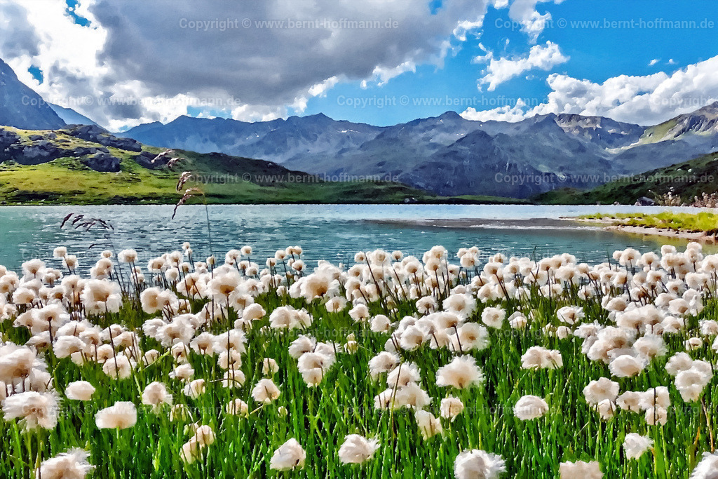 PAD2_GK_Wollgras_01_180x120 | DIGITALKUNST. Wollgras vor dem Bergsee. __ Das Basisfoto für dieses malerisch verwandelte Werk hat der Österreicher  Hobbyfotograf Gerhard Keuschnig gemacht und es Bernt Hoffmann für dessen Kunstpart zur Verfügung gestellt. __ Farbvariation. Seitenverhältnis = 3 zu 2. - Realisiert mit Pictrs.com