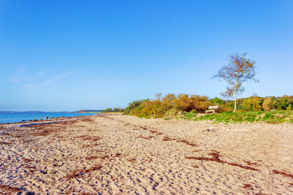 Wandbild: Herbstlicher Strand in Karlsminde | Dieses Wandbild im Querformat zeigt den herbstlichen Strand in Karlsminde. In der Ferne sind herbstliche Bäume zu sehen. Der blauer Himmel ist fast wolkenlos. - Realisiert mit Pictrs.com