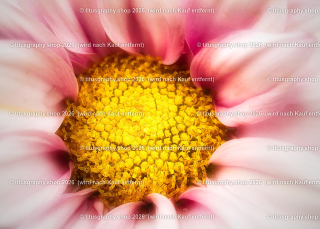 titusgraphy-P6100535_var-137 | Fotokunstarbeit aus der INSTAGRAM-Gallerie auf titusgraphy.eu - Realisiert mit Pictrs.com