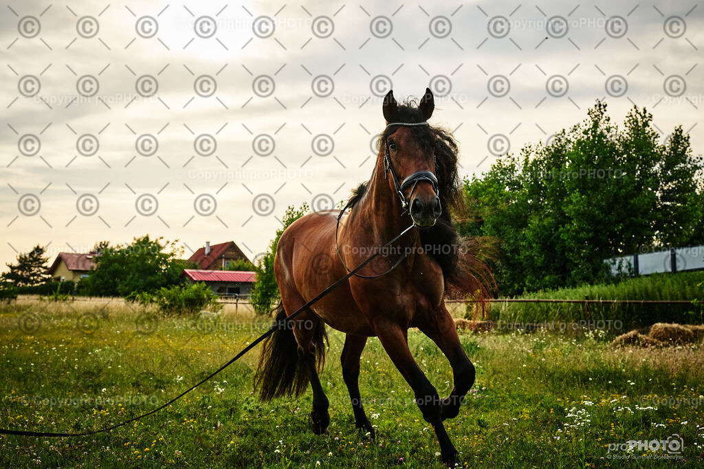 059_202406_Niki-Herodes_NZ9_9747 | proPHOTO - Realisiert mit Pictrs.com