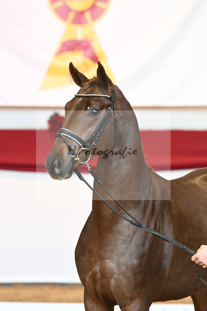 Kat-Nr. 63 Fidertanz x Romanov Blue Hors_La Rue_43230631 | hf-fotografie - Realisiert mit Pictrs.com